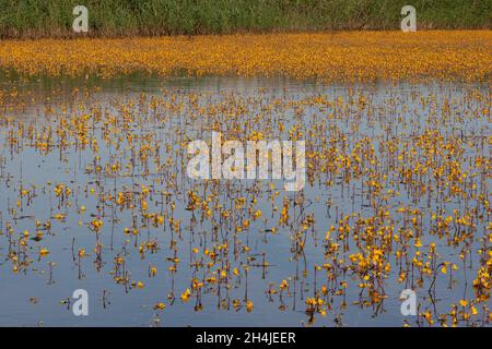 Großer Bladderfuß (Utricularia vulgaris) Strumpshaw Fen RSPB Norfolk GB Großbritannien Juli 2007 Stockfoto