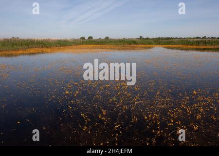 Großer Bladderfuß (Utricularia vulgaris) Strumpshaw Fen RSPB Norfolk GB Großbritannien Juli 2007 Stockfoto