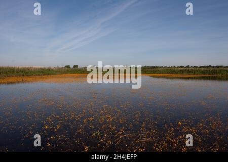 Großer Bladderfuß (Utricularia vulgaris) Strumpshaw Fen RSPB Norfolk GB Großbritannien Juli 2007 Stockfoto