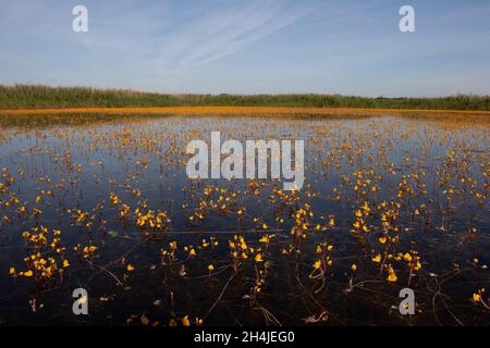 Großer Bladderfuß (Utricularia vulgaris) Strumpshaw Fen RSPB Norfolk GB Großbritannien Juli 2007 Stockfoto