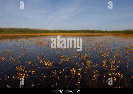 Großer Bladderfuß (Utricularia vulgaris) Strumpshaw Fen RSPB Norfolk GB Großbritannien Juli 2007 Stockfoto