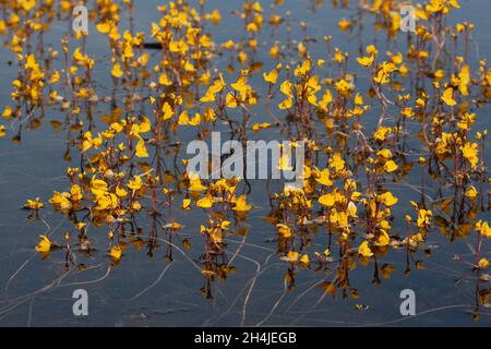 Großer Bladderfuß (Utricularia vulgaris) Strumpshaw Fen RSPB Norfolk GB Großbritannien Juli 2007 Stockfoto