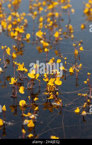 Großer Bladderfuß (Utricularia vulgaris) Strumpshaw Fen RSPB Norfolk GB Großbritannien Juli 2007 Stockfoto