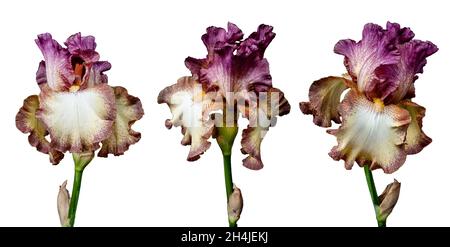 Set von blühenden Iris Blumen isoliert auf weißem Hintergrund. Fleur-de-LIS, Flower-de-luce Banner, Tapete. Stockfoto