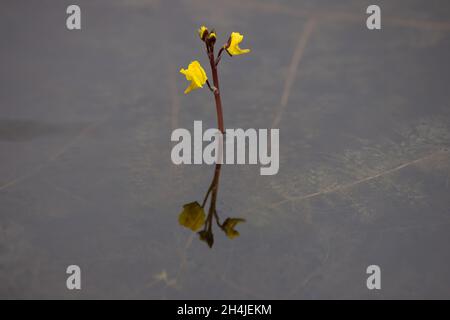 Greater Bladderwort (Utricularia vulgaris) How Hill Norfolk GB UK August 2021 Stockfoto