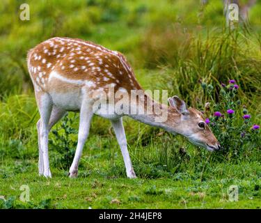 Nahaufnahme von Hirschen, die Gras auf dem Feld fressen, mit Laub und Wildblumen im Hintergrund in seiner Umgebung und in seinem umgebenden Lebensraum. Brachhirse I. Stockfoto