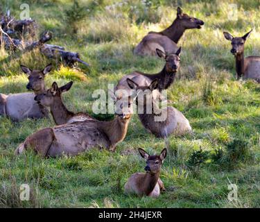 Elchweibchen ruhen auf dem Feld mit einem Sonnenstrahl auf ihrem braunen Fellpelz in ihrem Lebensraum und ihrer Umgebung. Bild. Hochformat. Stockfoto