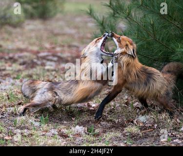 Füchse traben, spielen, kämpfen, feigen, interagieren mit einem Konfliktverhalten in ihrer Umgebung und ihrem Lebensraum mit einem verschwommenen Waldhintergrund. Stockfoto