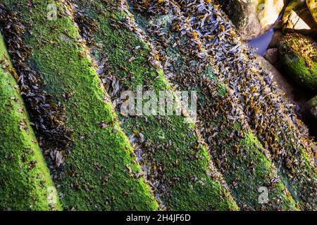 Treppen, die mit Algen und Algen bedeckt sind, führen zum Strand hinunter Stockfoto
