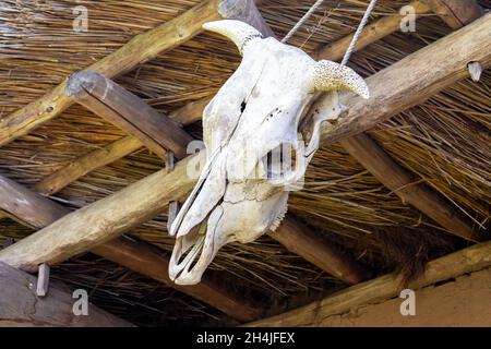 Tierschädel - ein Kuhschädel mit Hörnern, hängend auf einem Holzbalken, Nahaufnahme Stockfoto