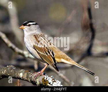 Der weißgekrönte Sperling thront auf einem Baum mit unscharfem Hintergrund in seiner Umgebung und Umgebung und zeigt ein braunes Federgefieder. Stockfoto