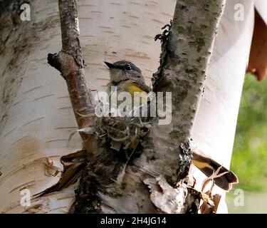 Waldsänger, der in seiner Umgebung und seinem Lebensraum ein Nest auf einem Birkenstamm baut. Foto Des Waldsängers. Bild. Bild. Hochformat. Stockfoto