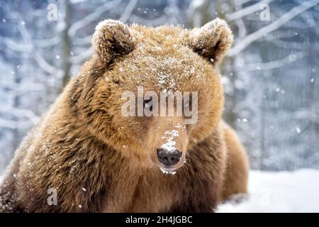 Schöne Nahaufnahme, Porträt der Braunbär (Ursus arctos) Stockfoto