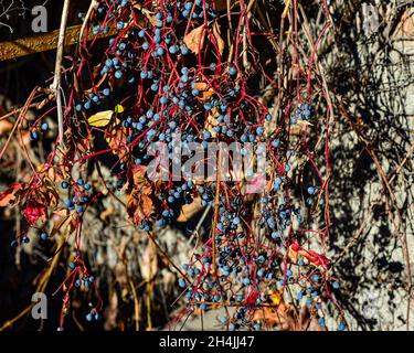 Reife Trauben von Beeren und rote Blätter von wilden Trauben. Herbstblätter von wilden Trauben mit verschwommenem Hintergrund. Selektiver Fokus. Stockfoto