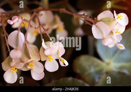 Begonia hydrocotylifolia schöne rosa Blüten, unnatürliche Hybride Pflanze, Engelsflügel Begonia Begonia coccinea Stockfoto