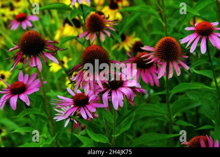 Hummeln sammeln Pollen auf Blumen im Garten, im Sommer Stockfoto