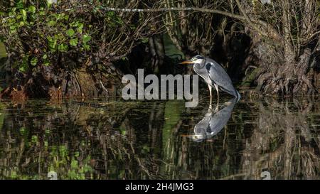 Ein grauer Reiher, der in einem See in Kent in flachem Wasser steht und sich in der Standhaltung widerspiegelt Stockfoto