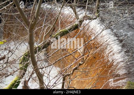 Stream and Waterfall, Lochwinnoch, Renfrewshire, Schottland, Großbritannien. Viel Regen an diesem bitterlichen Tag hat dazu geführt, dass dieser Strom anschwellen und viel mehr Wasser da ist Stockfoto