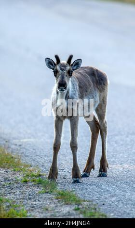 An einem Sommertag in der Nähe von Kuusamo, Finnland, Nordeuropa, stehen junge einheimische Rentierkalbe an der Straße Stockfoto