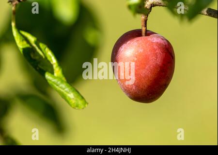 Frische reife Pflaume, die an einem Ast im Garten hängt Stockfoto