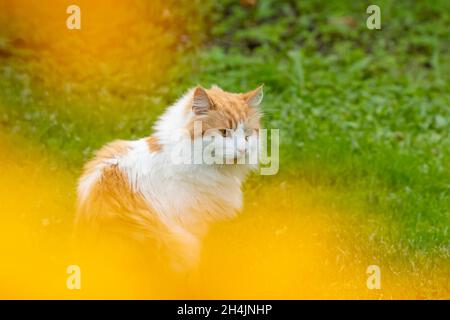 Weiße und rote, auf dem Gras sitzende, Erwachsene pelzige Katze, fotografiert durch gelbe Herbstblätter Stockfoto