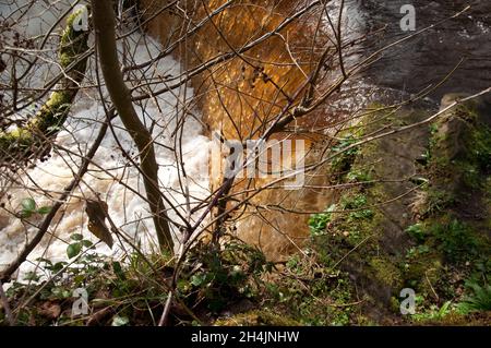 Stream and Waterfall, Lochwinnoch, Renfrewshire, Schottland, Großbritannien. Viel Regen an diesem bitterlichen Tag hat dazu geführt, dass dieser Strom anschwellen und viel mehr Wasser da ist Stockfoto