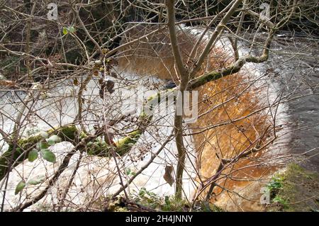 Stream and Waterfall, Lochwinnoch, Renfrewshire, Schottland, Großbritannien. Stockfoto
