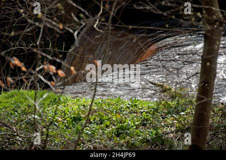 Stream and Waterfall, Lochwinnoch, Renfrewshire, Schottland, Großbritannien. Viel Regen an diesem bitterlichen Tag hat dazu geführt, dass dieser Strom anschwellen und viel mehr Wasser da ist Stockfoto