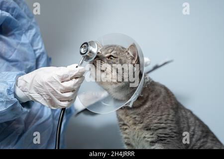 Nahaufnahme einer Katze mit einem elisabethanischen Tierhalsband auf dem Untersuchungstisch. Ärztin in medizinischer Uniform mit weißen Handschuhen untersucht Katze Stockfoto
