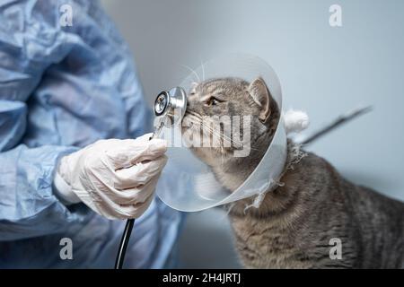 Veterinär- und Medizinthema für Haustiere. Ein nicht erkennbarer Arzt untersucht nach einer Operation eine graue schottische Straight-Katze, die einen Schutzkragen trägt Stockfoto