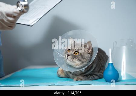 Veterinär- und Medizinthema für Haustiere. Ein nicht erkennbarer Arzt untersucht nach einer Operation eine graue schottische Straight-Katze, die einen Schutzkragen trägt Stockfoto