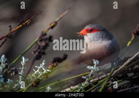 Nahaufnahme des gemeinen Wachsschnabel. Estrilda astrild. Stockfoto