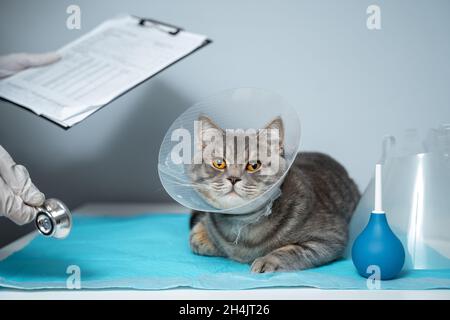 Veterinär- und Medizinthema für Haustiere. Ein nicht erkennbarer Arzt untersucht nach einer Operation eine graue schottische Straight-Katze, die einen Schutzkragen trägt Stockfoto