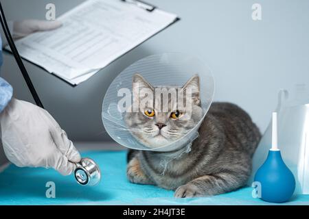 Nahaufnahme einer Katze mit einem elisabethanischen Tierhalsband auf dem Untersuchungstisch. Ärztin in medizinischer Uniform mit weißen Handschuhen untersucht Katze Stockfoto