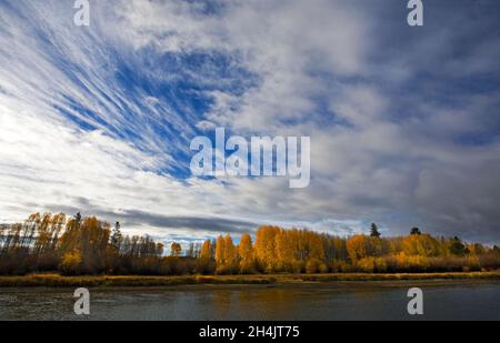 Aspen-Bäume werden Gold, wenn der Herbst die Ufer des Deschutes River im Zentrum von Oregon in der Nähe der Stadt Bend übernimmt. Stockfoto