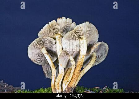 Armillaria solidipes (Armillaria ostoyae) oder Honigpilze, die in einem Wald in den Cascade Mountains im Zentrum von Oregon, in der Nähe des Cultus Lake, wachsen. Stockfoto