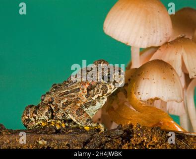 Eine kleine westliche Kröte (Anaxyrus boreas) mit roten Flecken und gelben Zehen in den Cascade Mountains im Zentrum von Oregon. Stockfoto