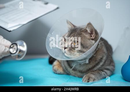 Nahaufnahme einer Katze mit einem elisabethanischen Tierhalsband auf dem Untersuchungstisch. Ärztin in medizinischer Uniform mit weißen Handschuhen untersucht Katze Stockfoto