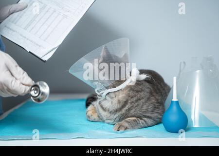 Veterinär- und Medizinthema für Haustiere. Ein nicht erkennbarer Arzt untersucht nach einer Operation eine graue schottische Straight-Katze, die einen Schutzkragen trägt Stockfoto