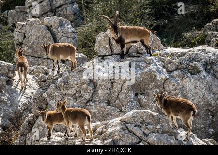 Spanien, Andalusien, Malaga, Stadt Antequera, Torcal de Antequera, Ein Kalksteinmassiv, das zu einem Naturschutzgebiet zum Schutz einer endemischen Steinbock-Art, des Iberischen Steinbocks oder der Capra pyrenaica hispanica, geworden ist Stockfoto
