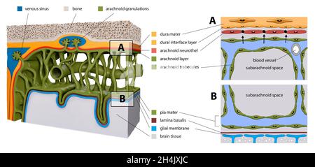 Schützende Membranen, die das Gehirn bedecken. Meninges: Dura mater, Arachnoid und Pia mater. Querschnitt des menschlichen Gehirns. Schichten. Diagramm für educati Stockfoto