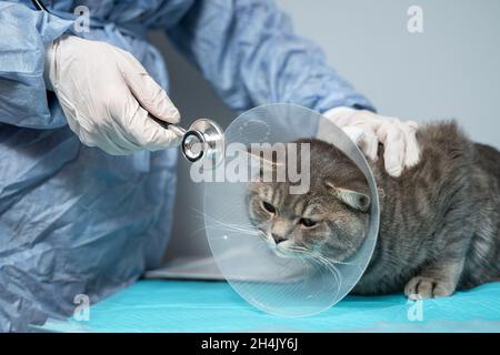 Veterinär- und Medizinthema für Haustiere. Ein nicht erkennbarer Arzt untersucht nach einer Operation eine graue schottische Straight-Katze, die einen Schutzkragen trägt Stockfoto