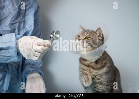 Veterinär- und Medizinthema für Haustiere. Ein nicht erkennbarer Arzt untersucht nach einer Operation eine graue schottische Straight-Katze, die einen Schutzkragen trägt Stockfoto