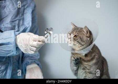 Veterinär- und Medizinthema für Haustiere. Ein nicht erkennbarer Arzt untersucht nach einer Operation eine graue schottische Straight-Katze, die einen Schutzkragen trägt Stockfoto