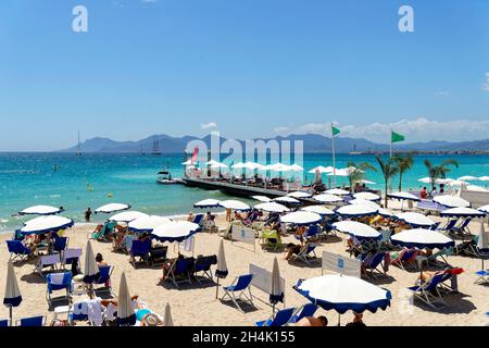 Frankreich, Alpes-Maritimes, Cannes, Strand von La Croisette, lange Promenade mit Palmen und Pinien gesäumt Stockfoto