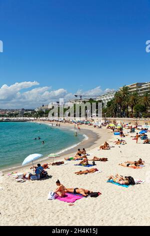 Frankreich, Alpes-Maritimes, Cannes, Strand von La Croisette, lange Promenade mit Palmen und Pinien gesäumt Stockfoto