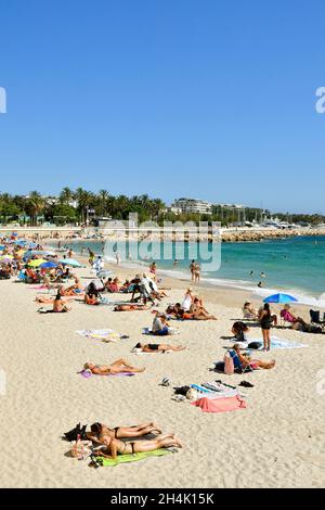 Frankreich, Alpes-Maritimes, Cannes, Strand von La Croisette, lange Promenade mit Palmen und Pinien gesäumt Stockfoto