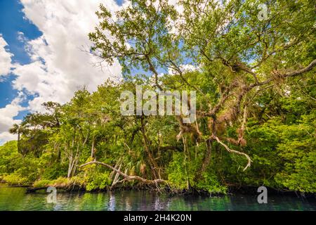 Usa, Florida, Homosassa, Crystal River Stockfoto