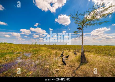 USA, Florida, Everglades National Park, der von der UNESCO zum Weltkulturerbe erklärt wurde, Biosphärenreservat, Feuchtgebiet von internationaler Bedeutung (Ramsar), Gruppe schwarzer Geier (Coragyps atratus) in der sumpfigen Ebene Stockfoto
