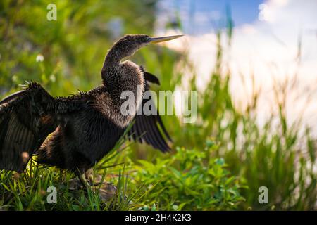 USA, Florida, Everglades National Park, UNESCO-Weltkulturerbe, Biosphärenreservat, Feuchtgebiet von internationaler Bedeutung (Ramsar), amerikanische Anhinga (Anhinga anhinga), die bei Sonnenuntergang ihre Federn trocknet Stockfoto